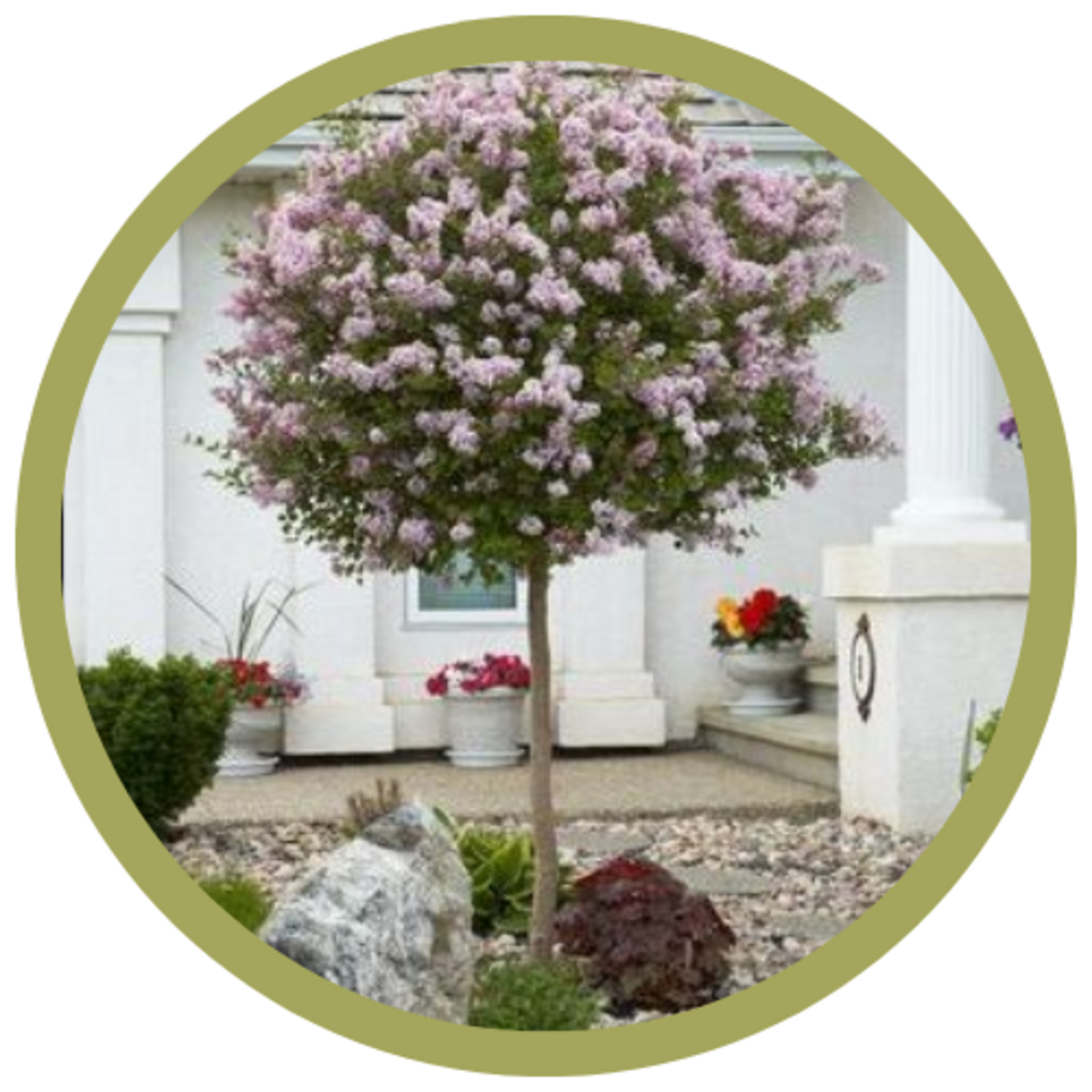 Syringa meyeri Dwarf Korean Lilac/Willow
