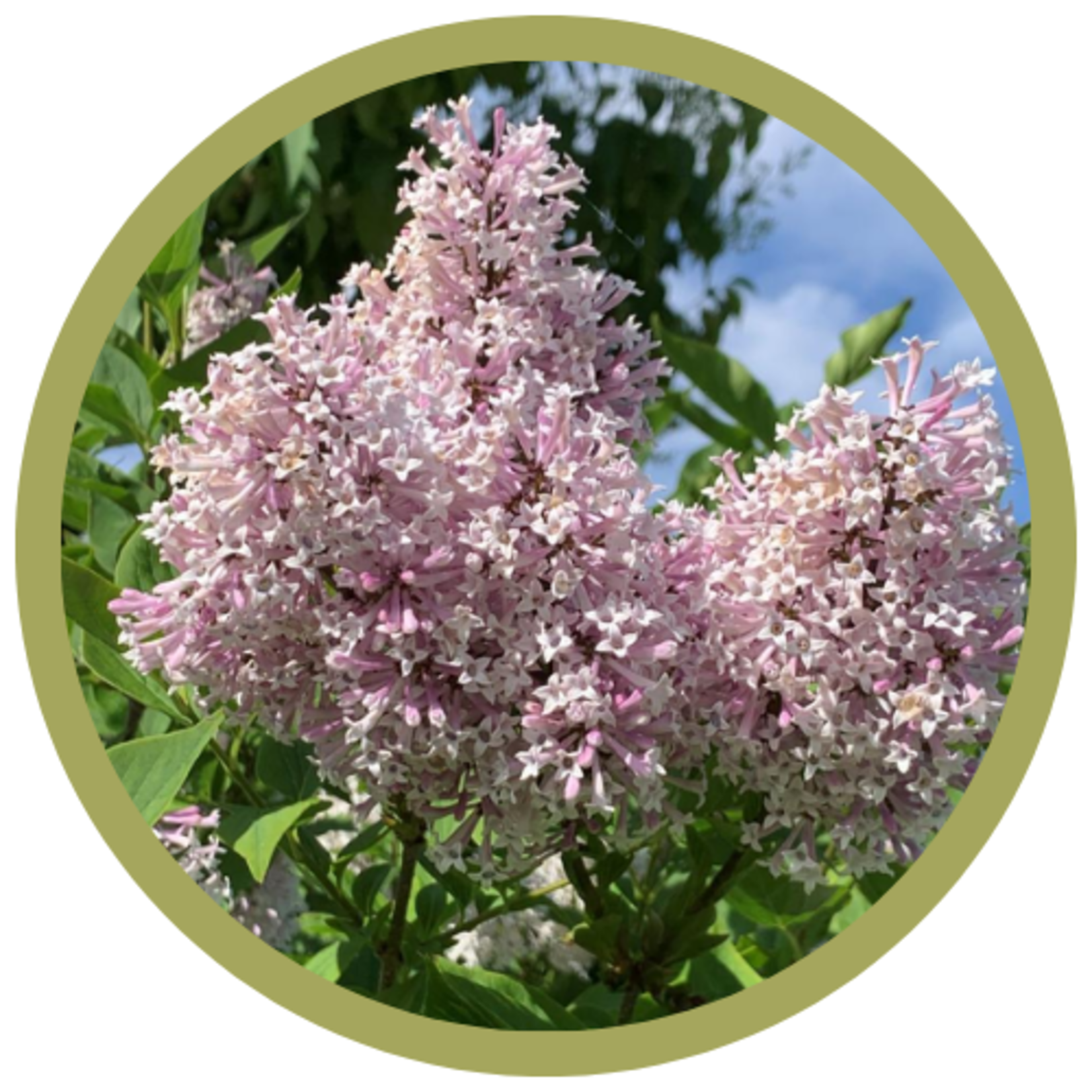 Syringa patula 'Miss Kim' Lilac