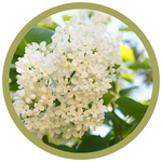 Syringa reticulata 'Ivory Silk' Japanese Lilac