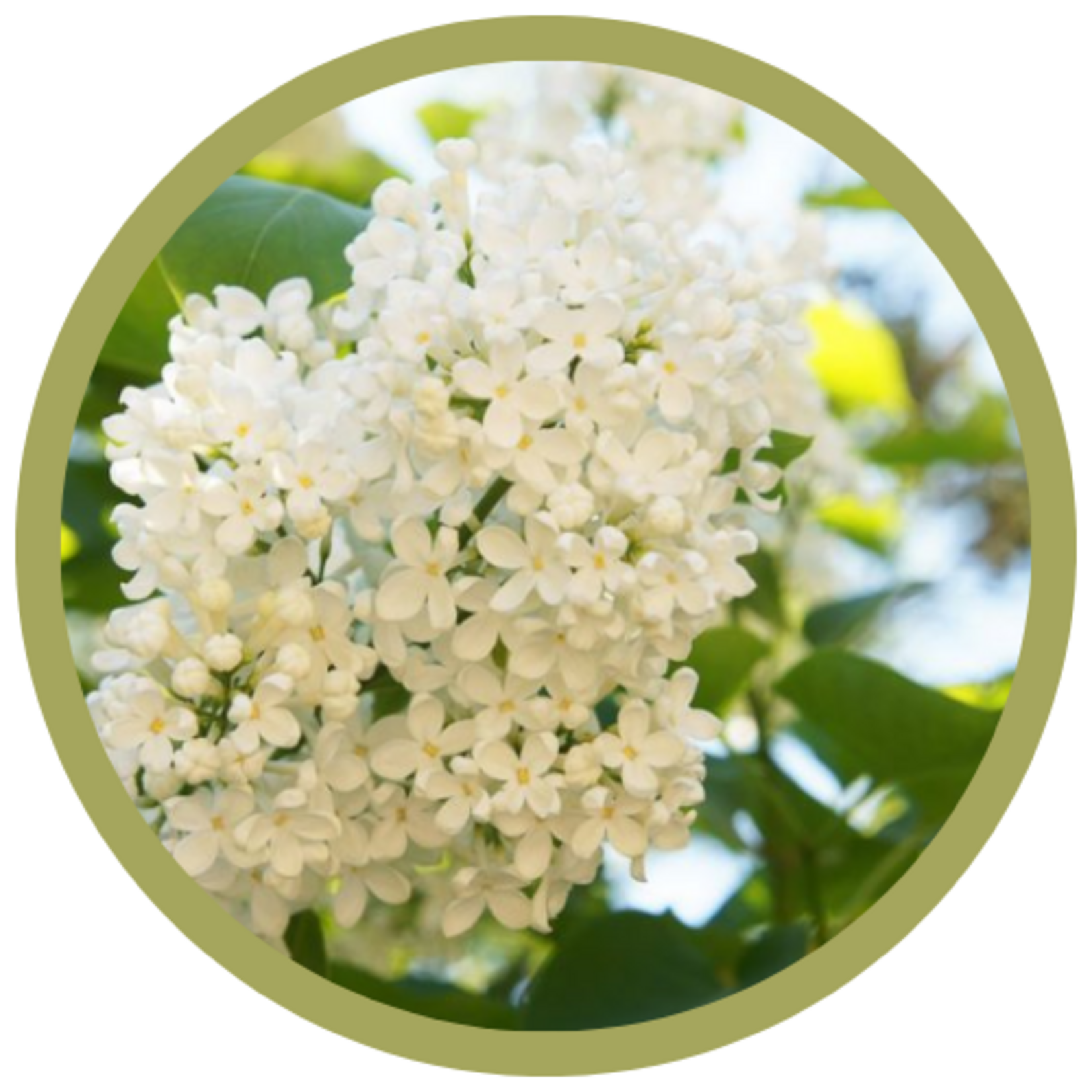 Syringa reticulata 'Ivory Silk' Japanese Lilac