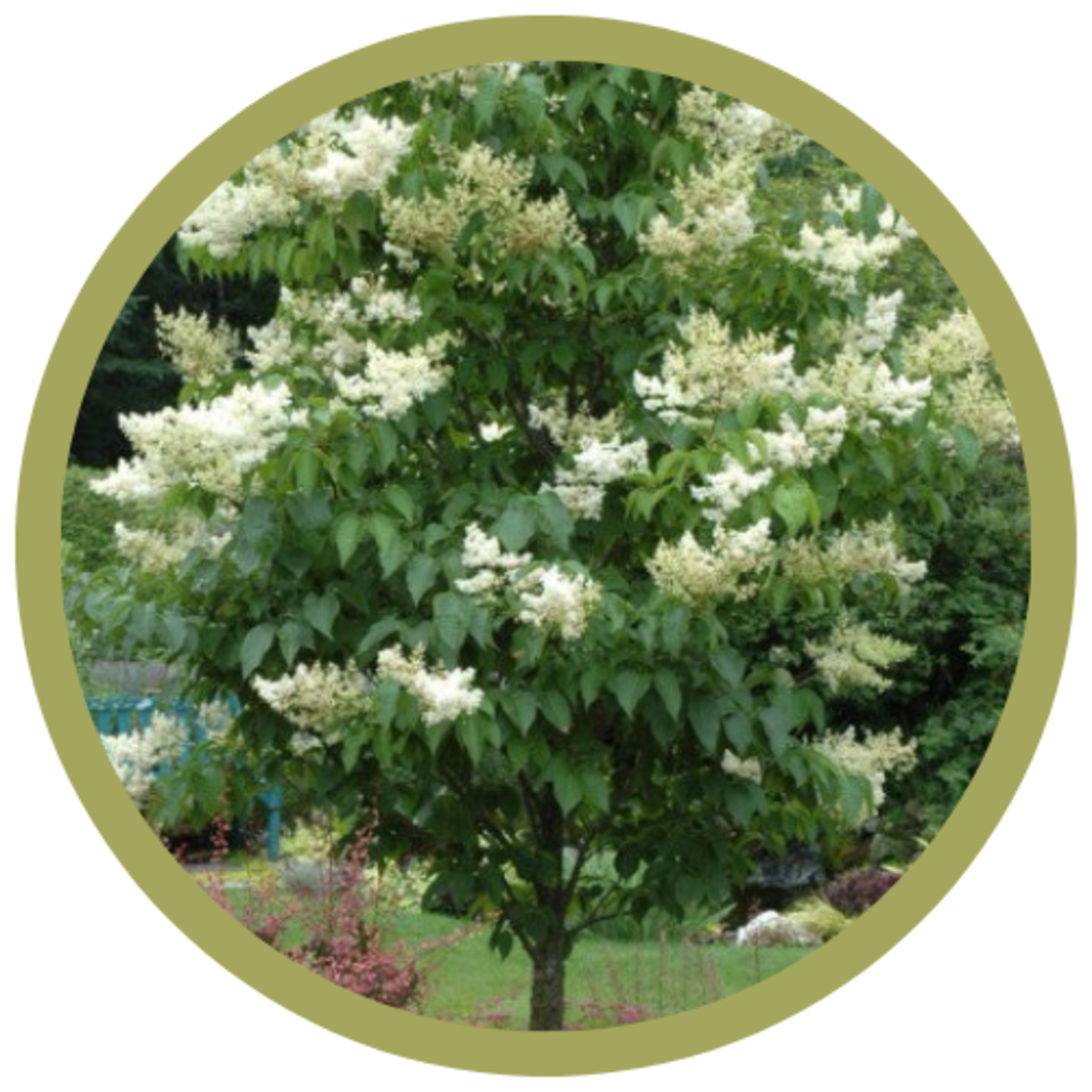 Syringa reticulata Japanese Tree Lilac