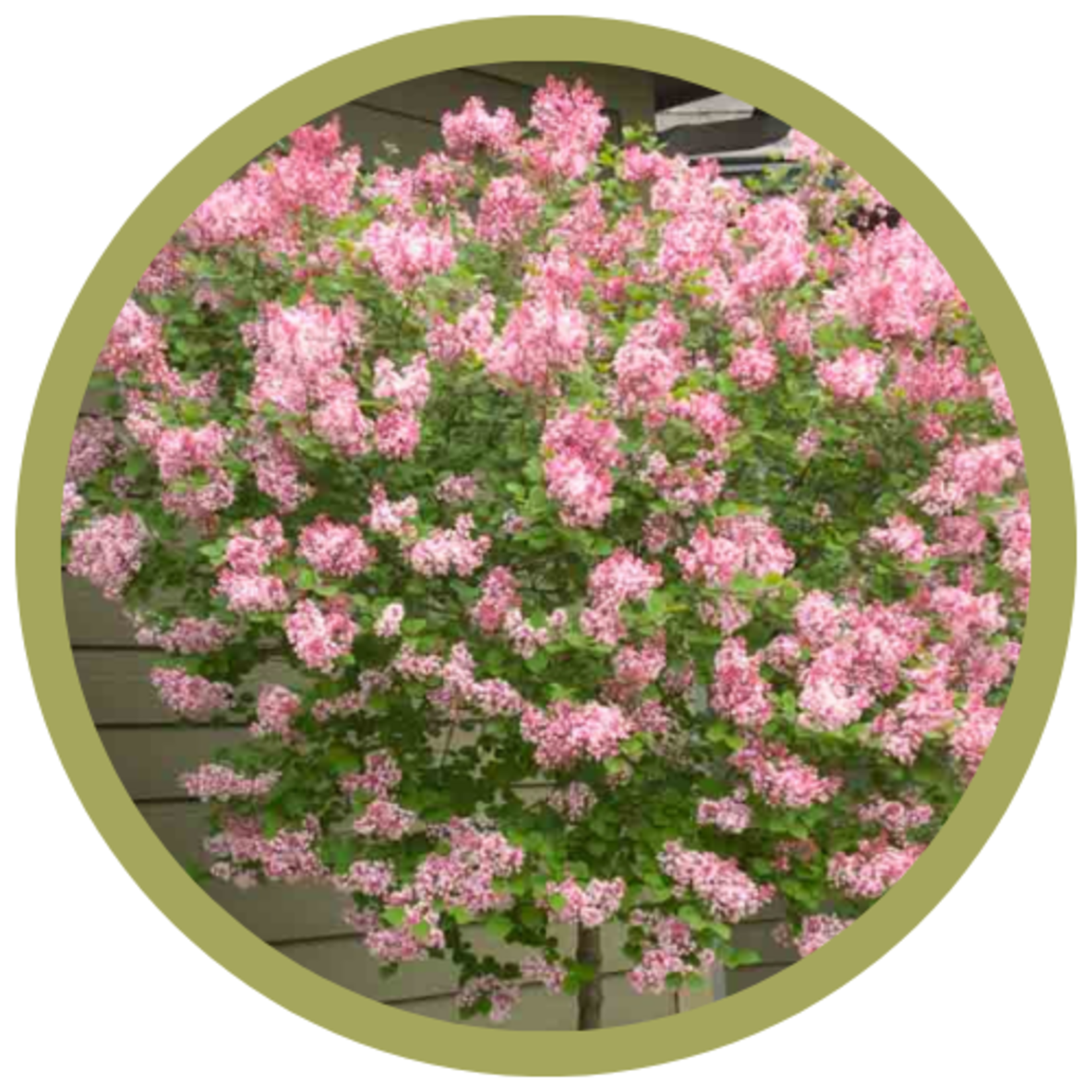 Syringa sp. 'Bailbelle' Tinkerbell Lilac