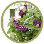 Syringa sp. 'Bailbridget' "Virtual Violet" Lilac