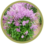 Syringa villosa Villosa Late Lilac