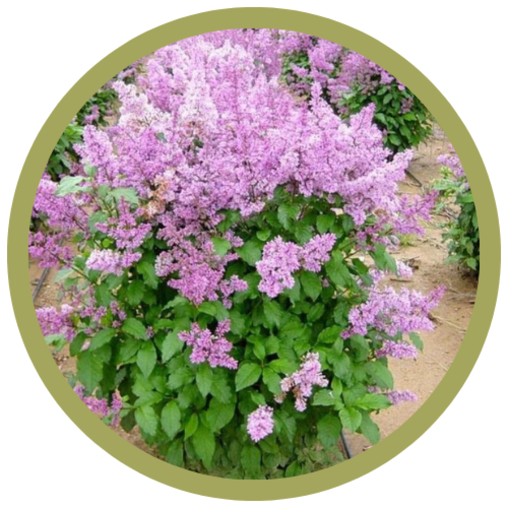 Syringa villosa Villosa Late Lilac