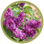 Syringa vulgaris 'Charles Joly' Lilac