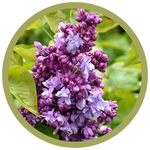 Syringa vulgaris 'Katherine Havemeyer' French Lilac