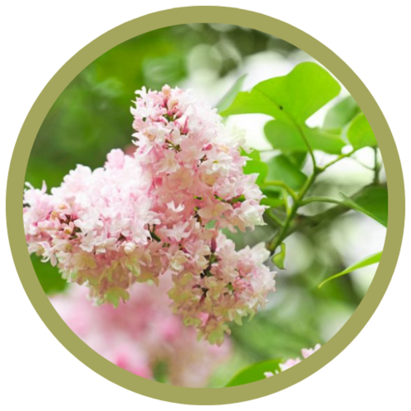 Syringa vulgaris 'Krasavitsa Moskovy' Beauty of Moscow Lilac