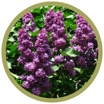 Syringa vulgaris 'Ludwig Spaeth' French Lilac