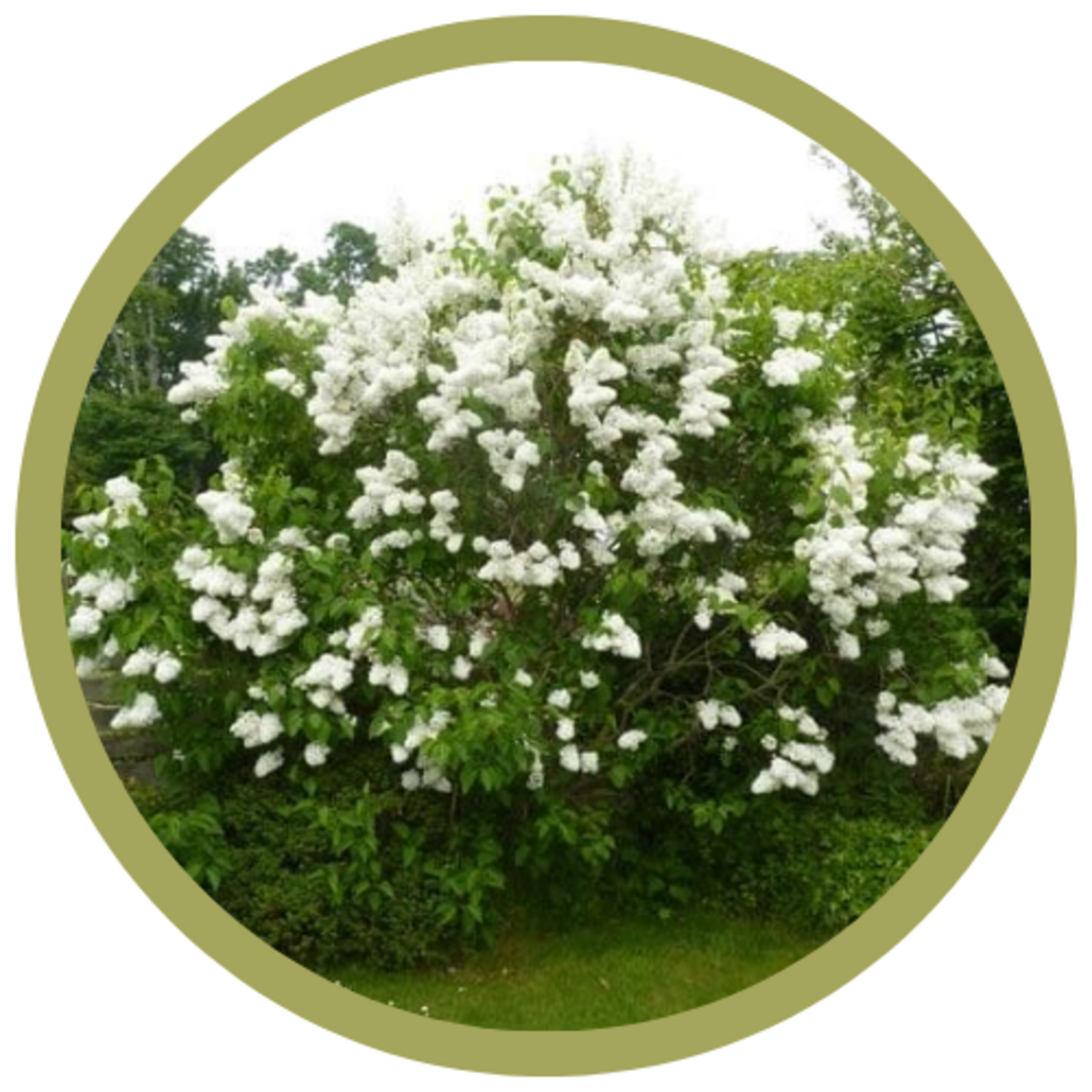 Syringa vulgaris 'Mme Lemoine' French Lilac