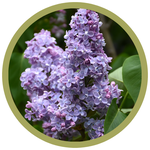 Syringa vulgaris 'President Grevy' Lilac