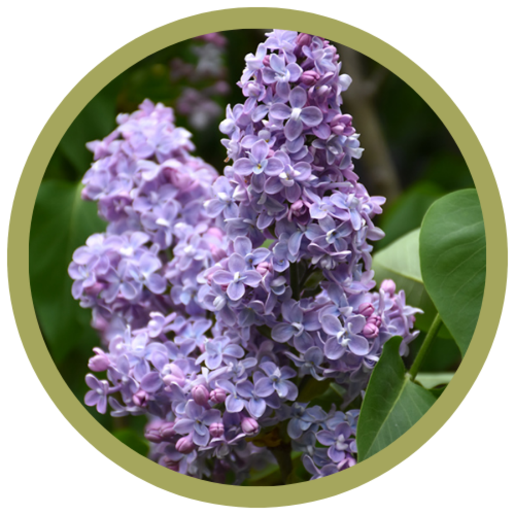 Syringa vulgaris 'President Grevy' Lilac
