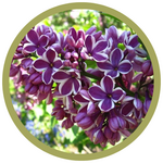 Syringa vulgaris 'Sensation' French Lilac