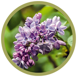 Syringa vulgaris 'Wonderblue' Lilac