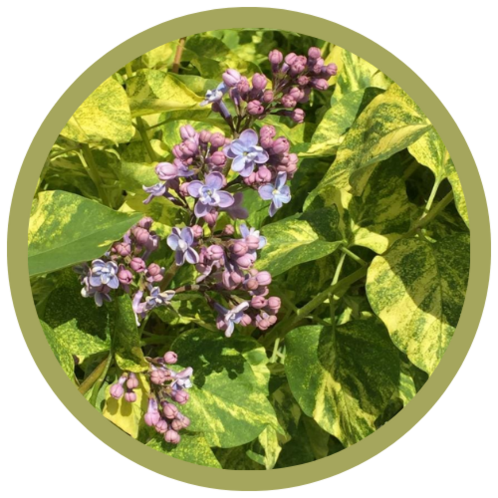 Syringa vulgaris Variegated Common Lilac