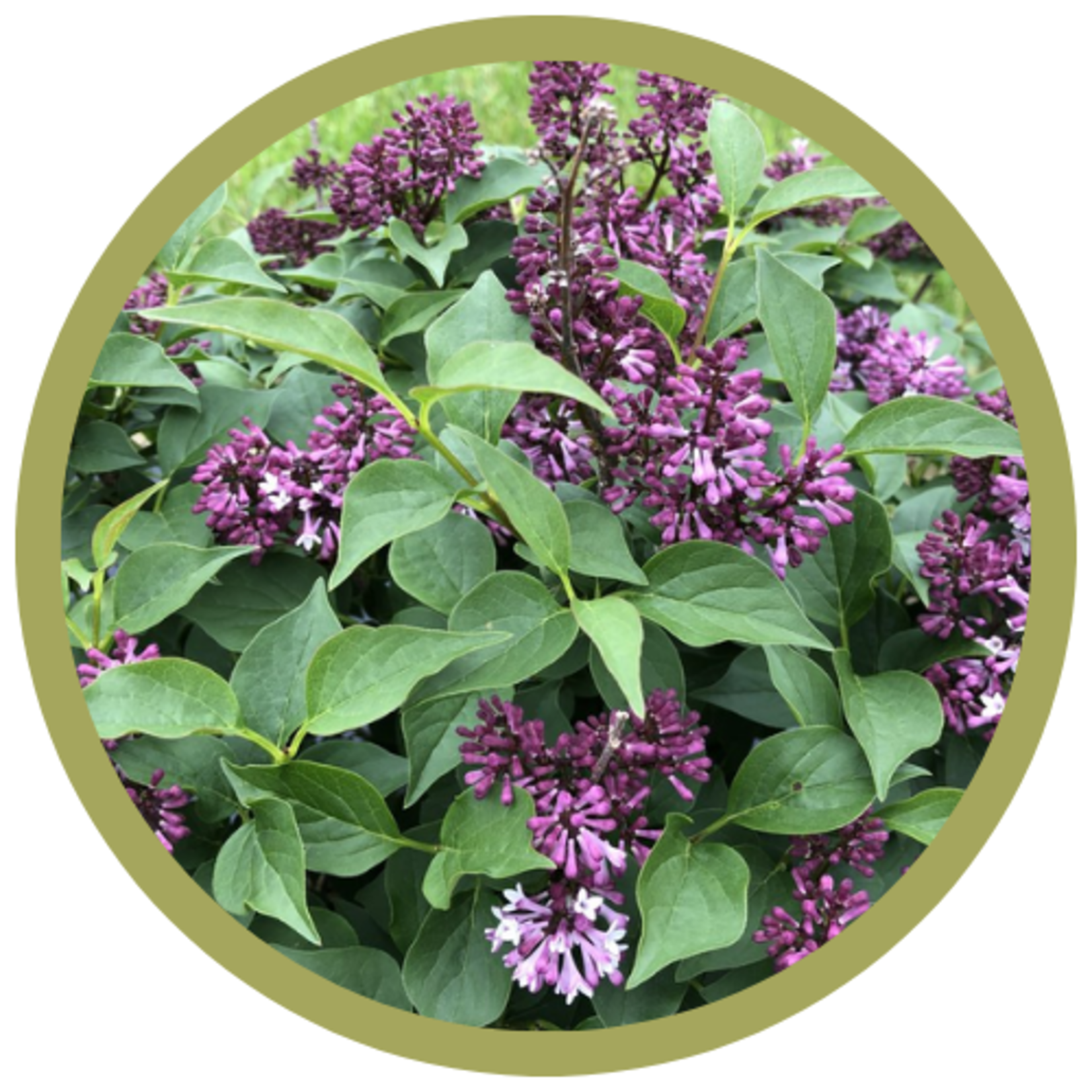 Syringa x 'Baby Kim' Lilac