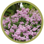 Syringa x 'Bloomerang' PurPink Lilac