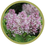 Syringa x 'Jeflady' Little Lady Lilac
