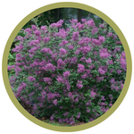 Syringa x 'SMSJBP7' Dark Purple BloomerangÂ® Lilac