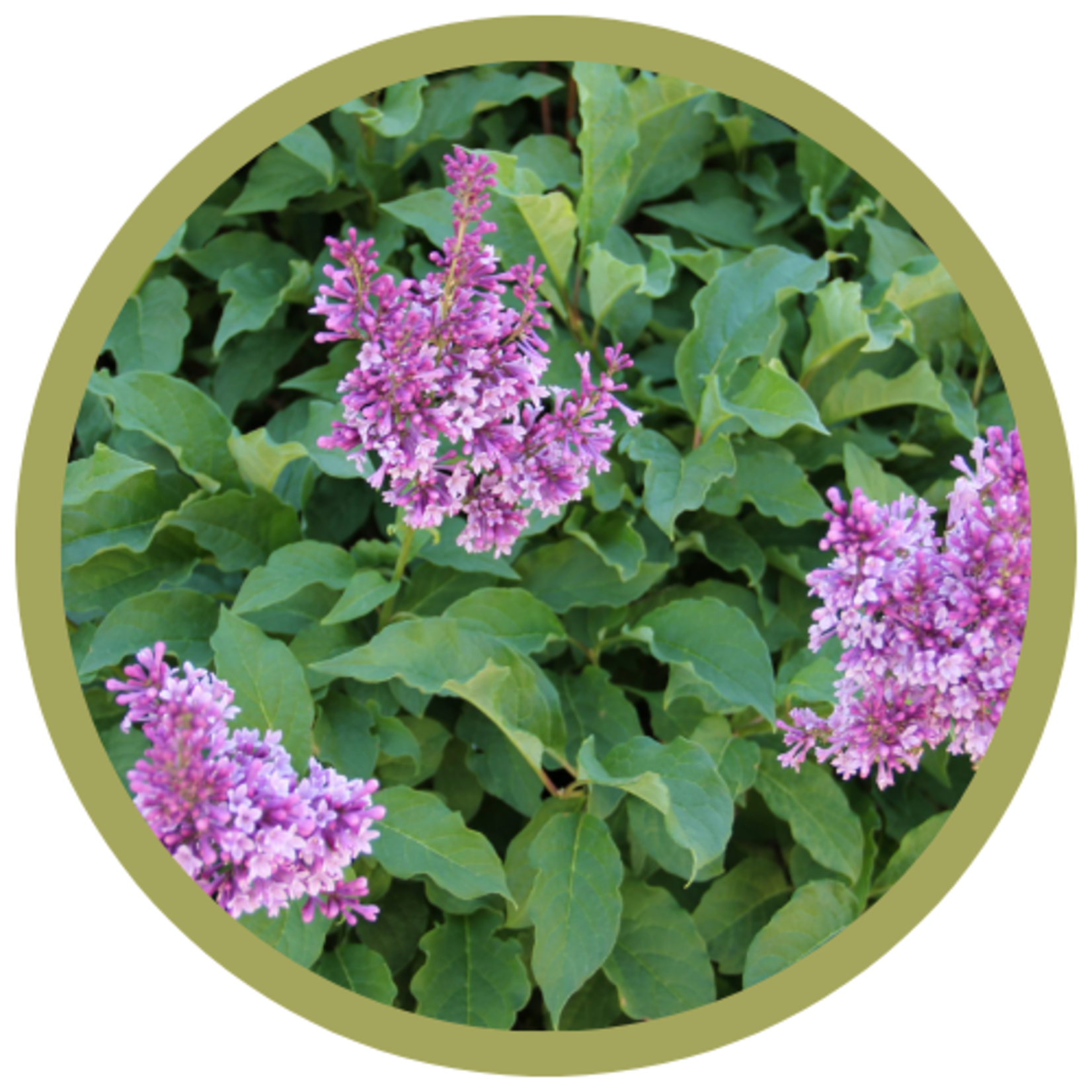 Syringa x prestoniae 'Charisma' Lilac