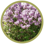 Syringa x prestoniae 'Donald Wyman' Lilac