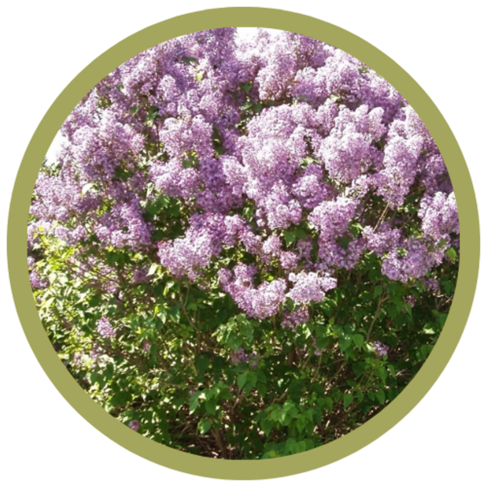 Syringa x prestoniae 'Donald Wyman' Lilac