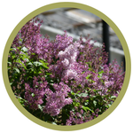 Syringa x prestoniae 'Minuet' Lilac