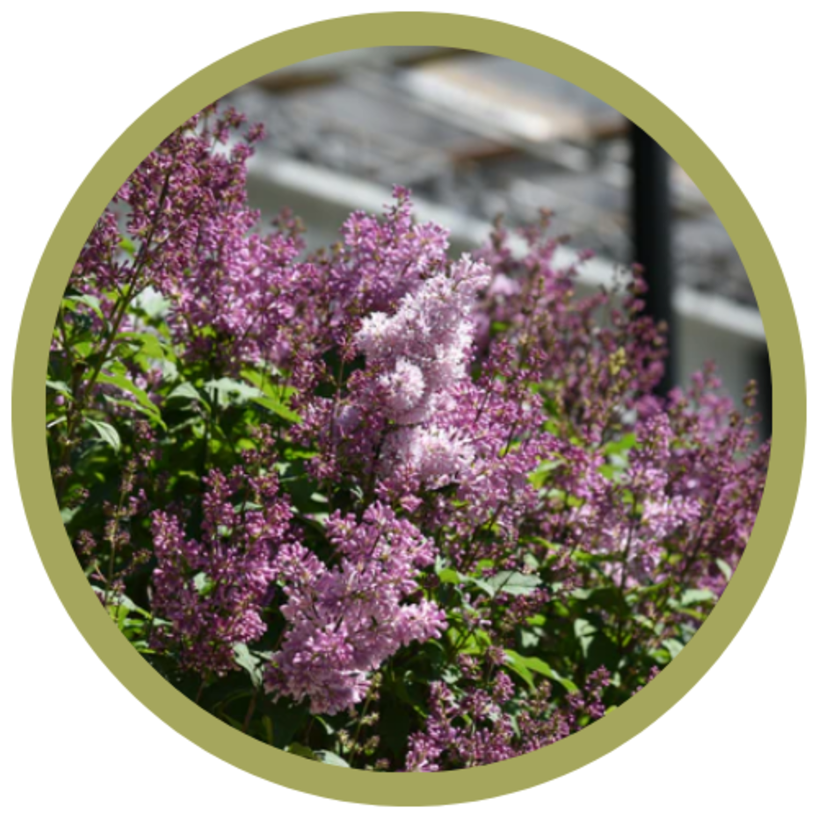 Syringa x prestoniae 'Minuet' Lilac