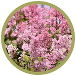 Syringa x prestoniae 'Miss Canada' Lilac