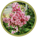 Syringa x prestoniae 'Pinktini' Lilac