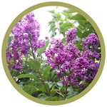Syringa x prestoniae 'Royal Preston' Lilac