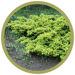 Taxus cuspidata 'Morden' Yew