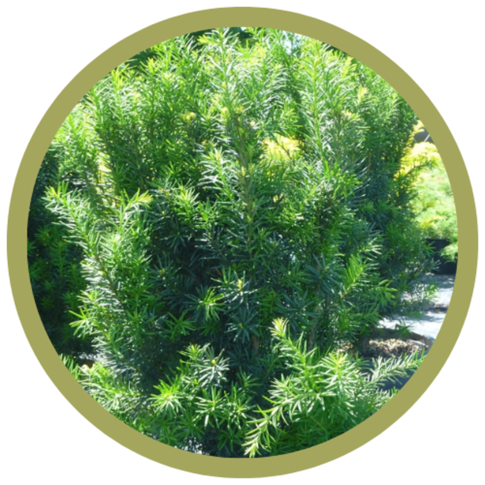 Taxus media 'Hicksii' Hick's Yew