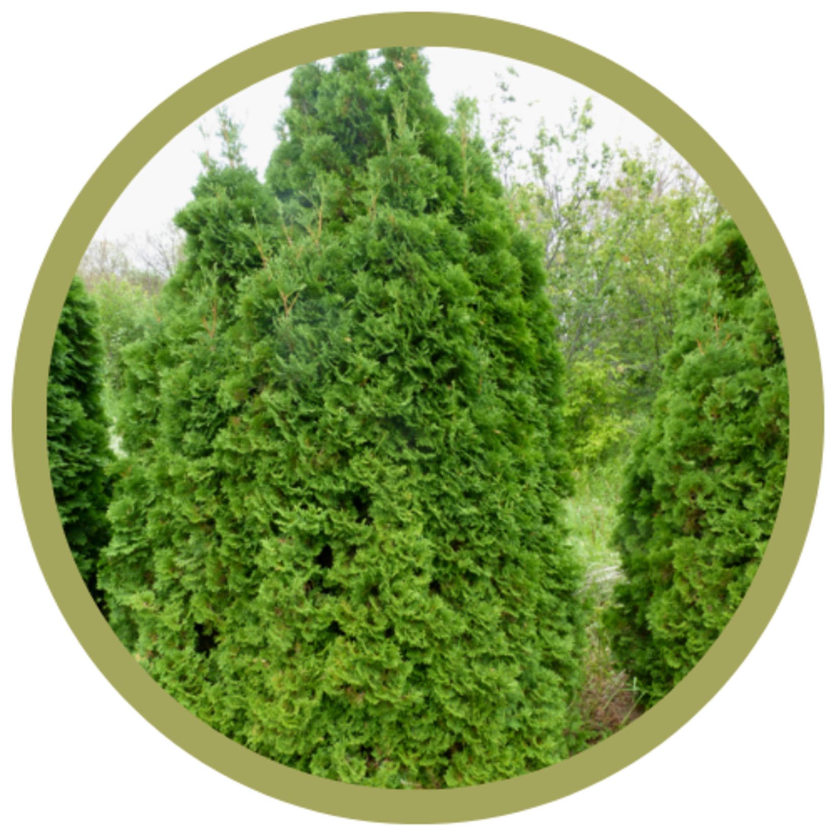 Thuja occidentalis 'Baby Bear' Cedar