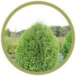 Thuja occidentalis 'Cheer Drops' Cedar