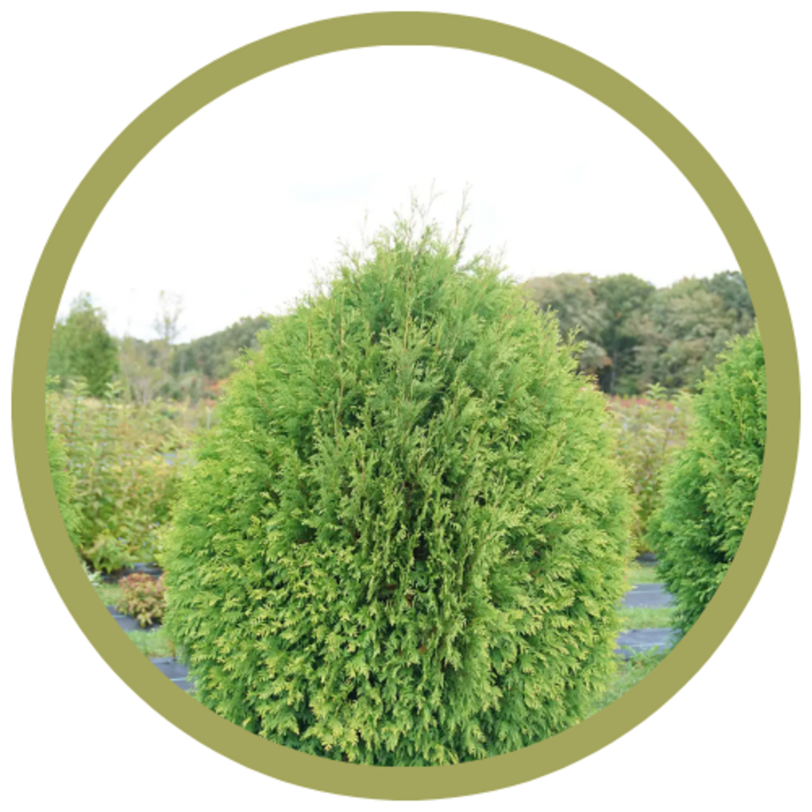 Thuja occidentalis 'Cheer Drops' Cedar