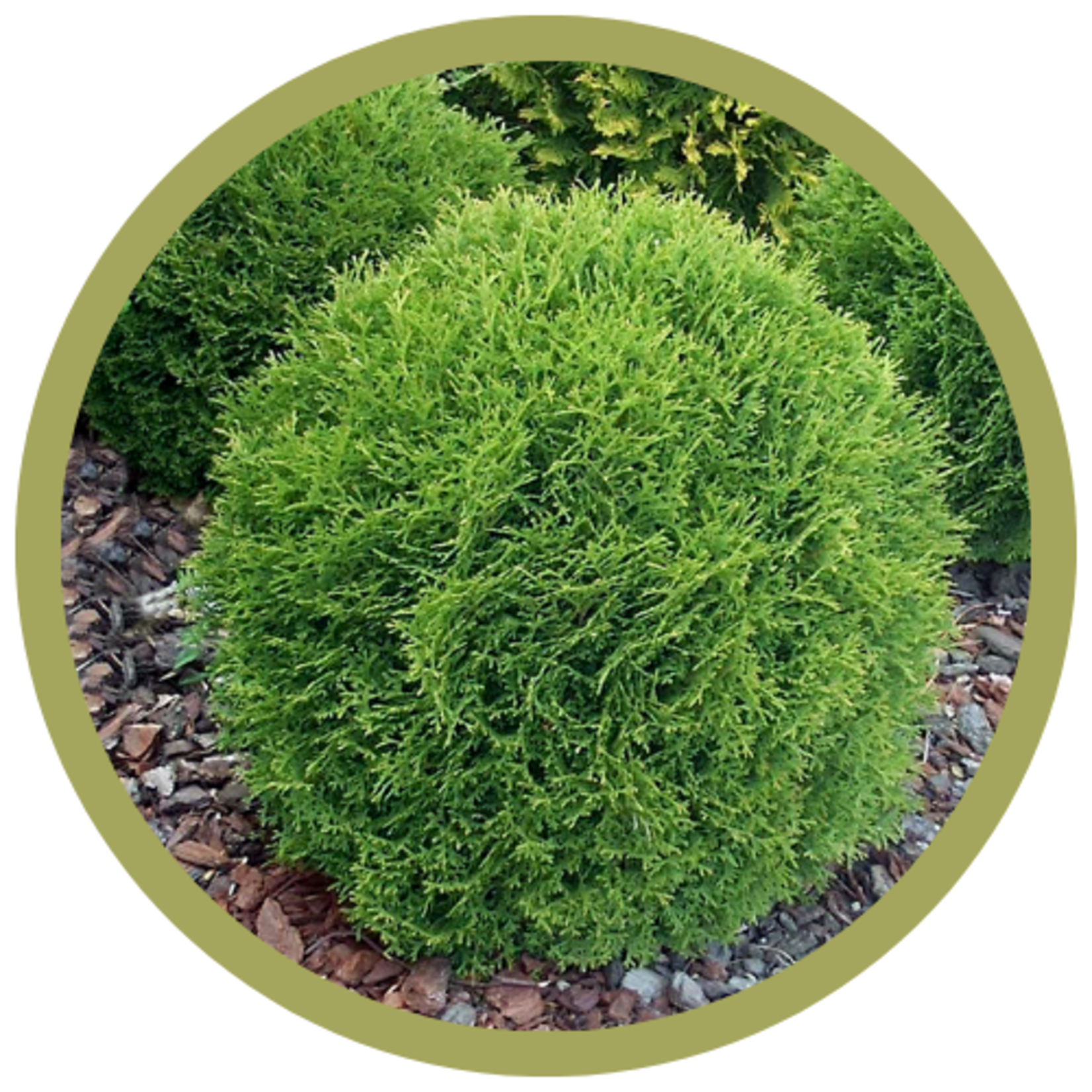 Thuja occidentalis 'Danica' Globe Cedar