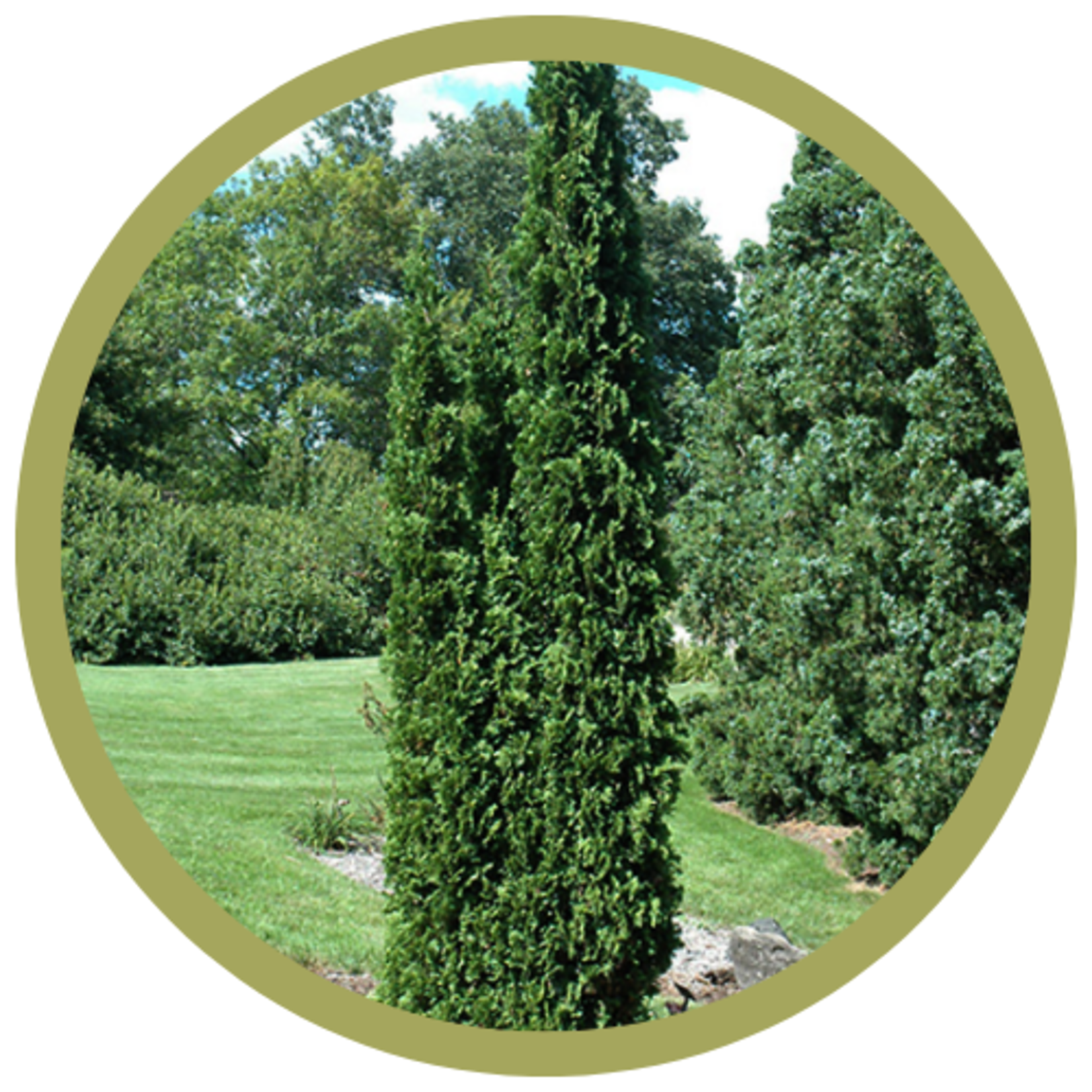 Thuja occidentalis 'Degroots Spire' Cedar