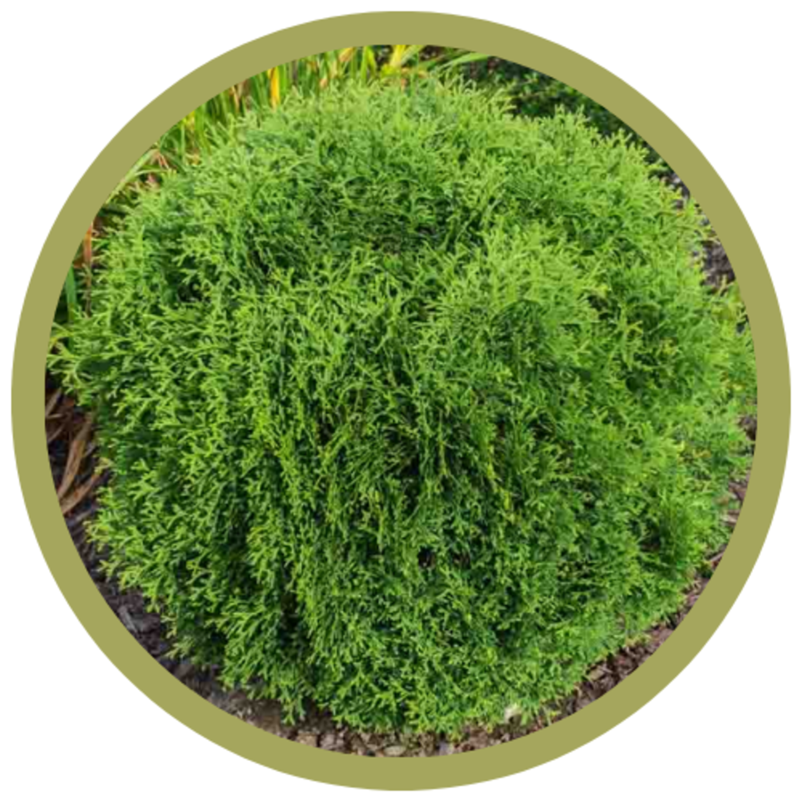 Thuja occidentalis 'Hetz Midget' Cedar