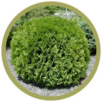 Thuja occidentalis 'Little Giant' Globe Cedar