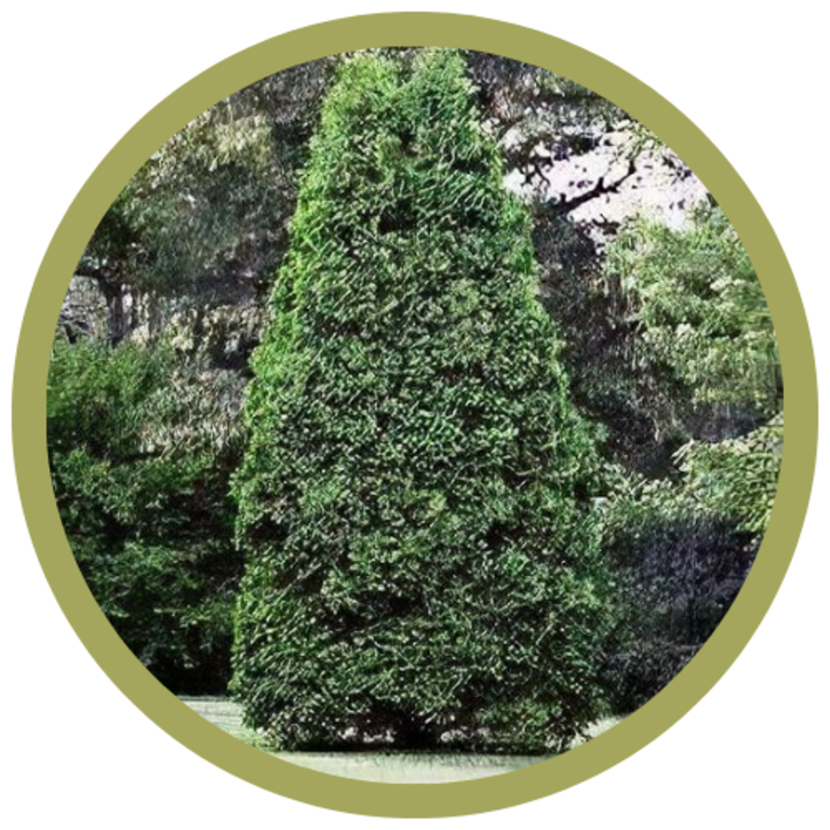 Thuja occidentalis 'Nigra' Dark Green Cedar