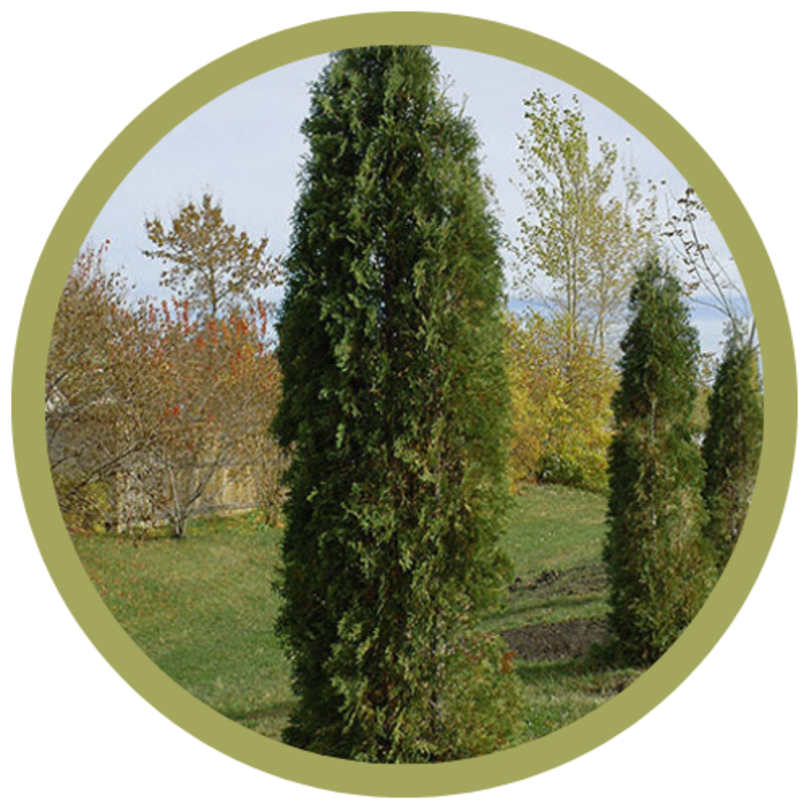 Thuja occidentalis 'Skybound' Cedar