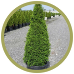 Thuja occidentalis 'Smaragd' Emerald Cedar/Arborvitae