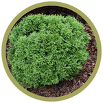 Thuja occidentalis 'SMNTOBAB' Tater Tot Arborvitae