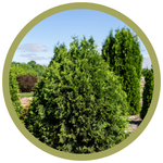 Thuja occidentalis 'Technito' Cedar