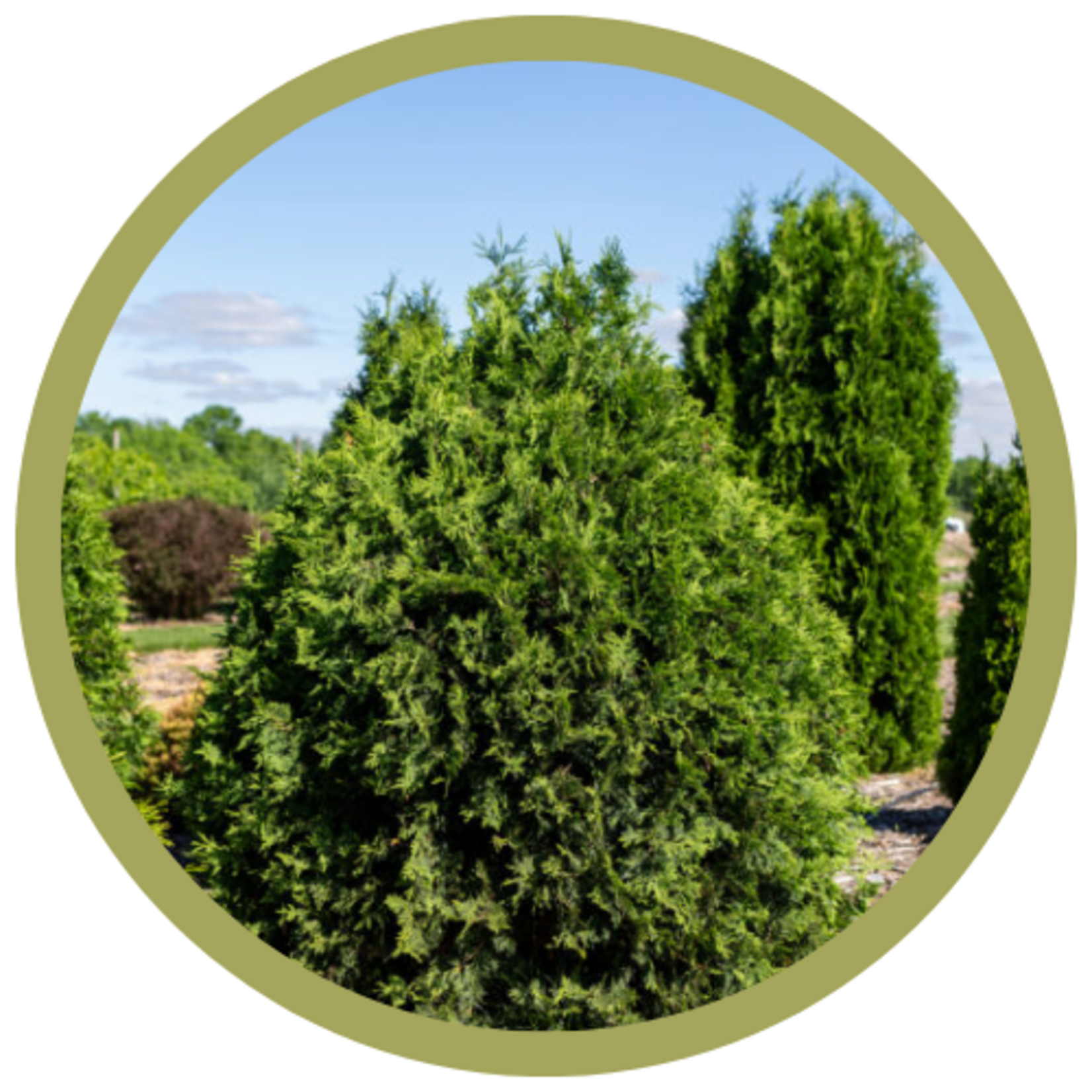 Thuja occidentalis 'Technito' Cedar