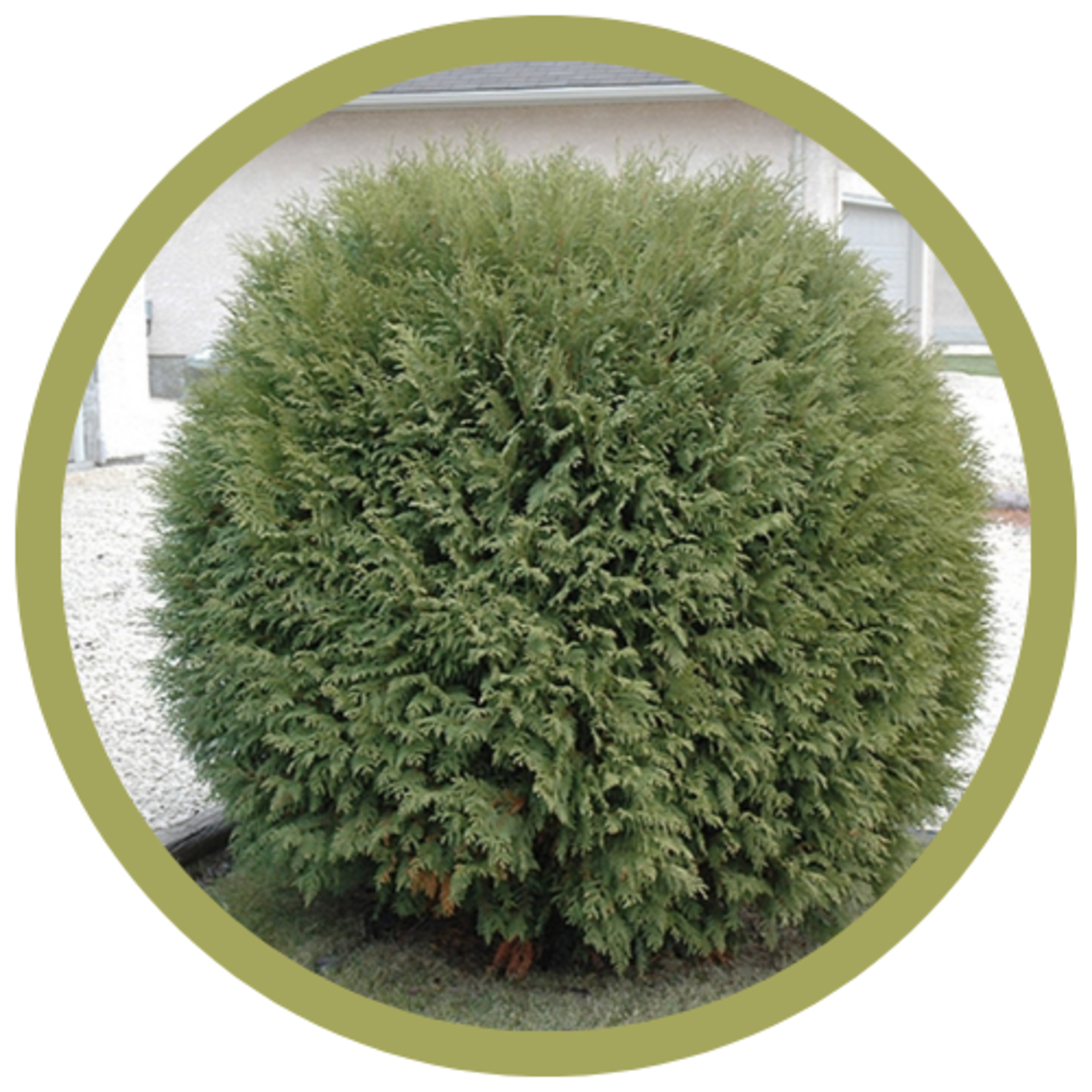 Thuja occidentalis 'Woodwardi' Woodward Cedar