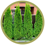 Thuja occidentalis Eastern White Cedar
