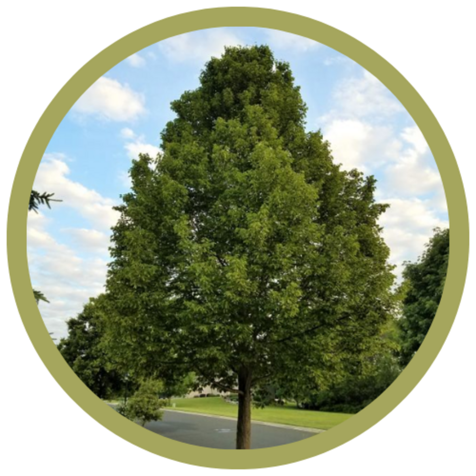 Tilia americana 'American Sentry' Linden