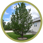 Tilia americana 'True North' American Linden